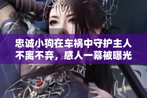 忠诚小狗在车祸中守护主人不离不弃，感人一幕被曝光